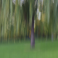 Buy canvas prints of  Willow Tree by William Moore