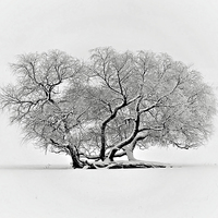 Buy canvas prints of  Tree in Winter by William Moore