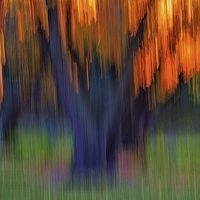 Buy canvas prints of Tree Grove In Fall  by William Moore