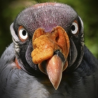 Buy canvas prints of  King Vulture by William Moore