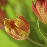 Buy canvas prints of  Fiery Tulips by Bryan Condie