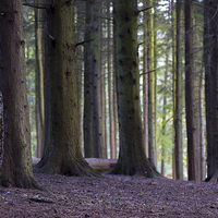 Buy canvas prints of  A Still Forest by Bryan Condie