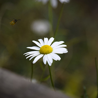 Buy canvas prints of  The Wasp and the Daisy  by Bryan Condie