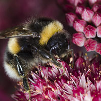 Buy canvas prints of  Close up of Bee on pink flower by Claire Wade