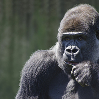 Buy canvas prints of  Portrait of a thoughtful gorilla by Claire Wade