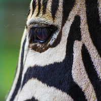 Buy canvas prints of  Gentle Zebra Face by Claire Wade