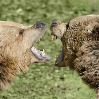 Buy canvas prints of Closeup of two European bears playing together. by Claire Wade
