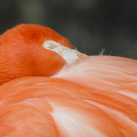 Buy canvas prints of  A closeup of the head of a sleeping flamingo by Claire Wade