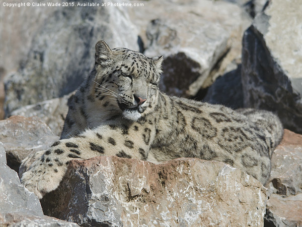  Sleepy snow leopard camouflaged on grey rocks Canvas Print by Claire Wade