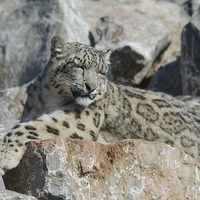 Buy canvas prints of  Sleepy snow leopard camouflaged on grey rocks by Claire Wade