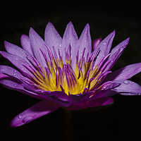 Buy canvas prints of Pink lotus flower on black background  by Claire Wade
