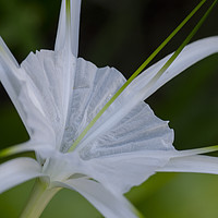 Buy canvas prints of Spider Lily Flower in Thailand by Claire Wade