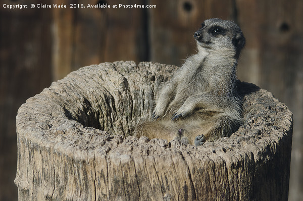 Relaxed Meerkat in the Sun Framed Print by Claire Wade