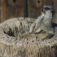 Buy canvas prints of Relaxed Meerkat in the Sun by Claire Wade