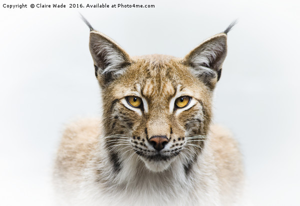 Eurasian Lynx Acrylic by Claire Wade