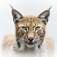 Buy canvas prints of Eurasian Lynx by Claire Wade