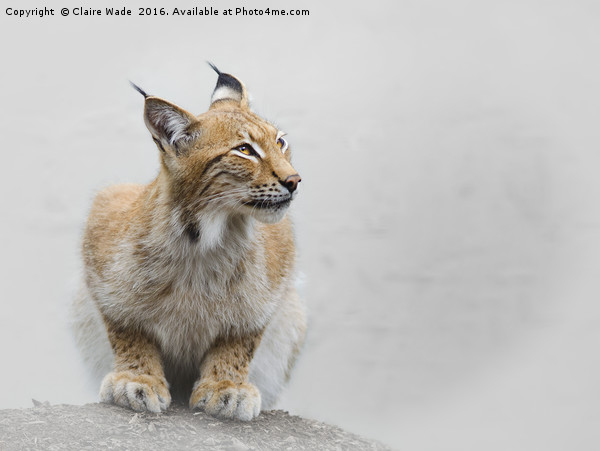 Beautiful Eurasian Lynx Canvas Print by Claire Wade