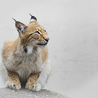 Buy canvas prints of Beautiful Eurasian Lynx by Claire Wade