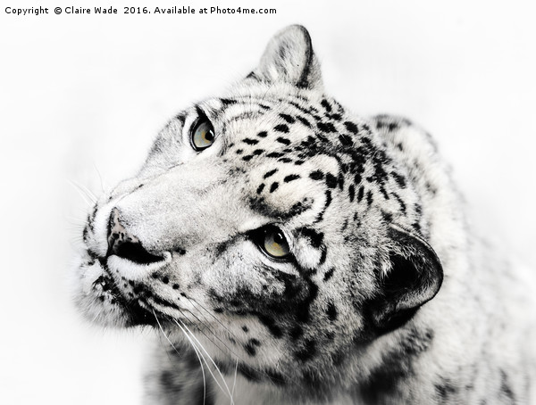 Snow Leopard on White Framed Mounted Print by Claire Wade
