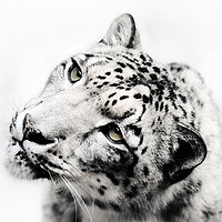 Buy canvas prints of Snow Leopard on White by Claire Wade