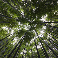 Buy canvas prints of Bamboo Forest Canopy on a sunny day in Japan by Claire Wade