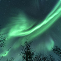 Buy canvas prints of Northern Lights over Trees by Claire Wade
