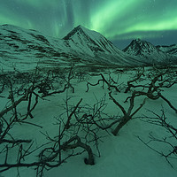 Buy canvas prints of Northern Lights over Snow and Dead Trees by Claire Wade