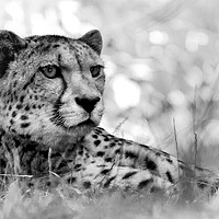Buy canvas prints of Cheetah in Black and White by Claire Wade