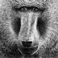 Buy canvas prints of Baboon Face in Black and White by Claire Wade