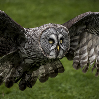Buy canvas prints of  Owl in Flight by Glyn Wade