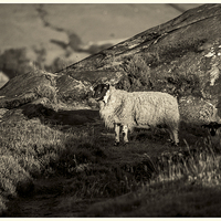 Buy canvas prints of  Sheep on the Rocks by Glyn Wade
