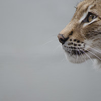 Buy canvas prints of Lynx by Glyn Wade
