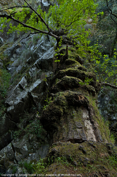 Fallen tree in Lousa Mountains Picture Board by Angelo DeVal