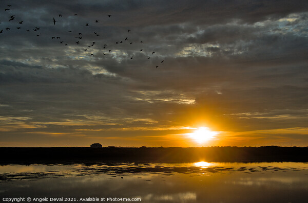 Birds Fly at Sunset in Faro Picture Board by Angelo DeVal