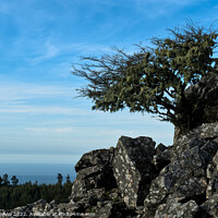 Buy canvas prints of Tree and Rocks in Monchique by Angelo DeVal