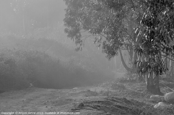 Foggy Paths in Monchique With Monochrome Picture Board by Angelo DeVal