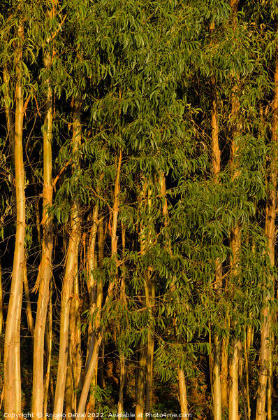 Eucalyptus Trees Background Picture Board by Angelo DeVal