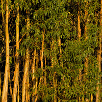 Buy canvas prints of Eucalyptus Trees Background by Angelo DeVal