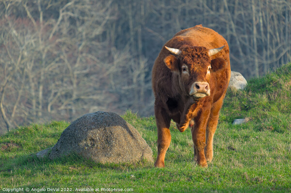 A Brown Ox In The Algarve Countryside Picture Board by Angelo DeVal