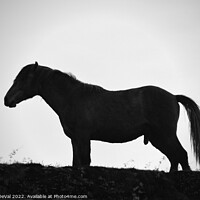 Buy canvas prints of A Horse Named Monochrome by Angelo DeVal