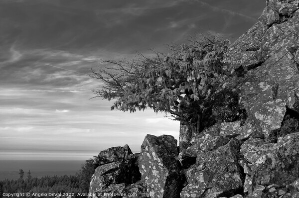 Tree and Rocks in Monochrome. Monchique Picture Board by Angelo DeVal