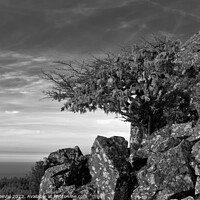 Buy canvas prints of Tree and Rocks in Monochrome. Monchique by Angelo DeVal