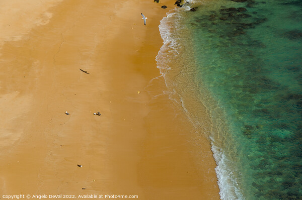 Seagulls in Praia Deserta Picture Board by Angelo DeVal