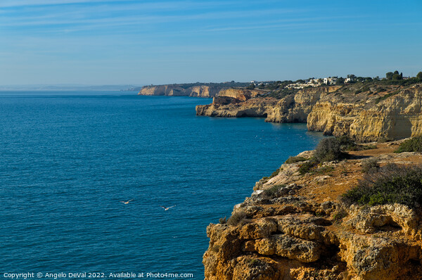 Coast of Carvoeiro in Algarve Picture Board by Angelo DeVal