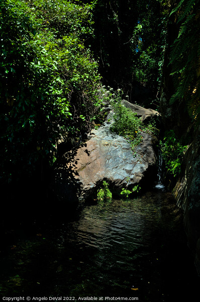 Secret Nature in Almonaster, Spain Picture Board by Angelo DeVal