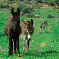 Buy canvas prints of Donkey Family by Angelo DeVal