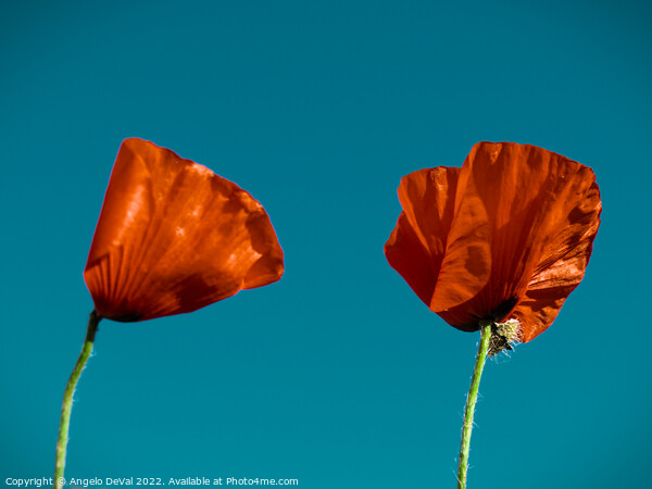 Just Two Red Poppies Picture Board by Angelo DeVal