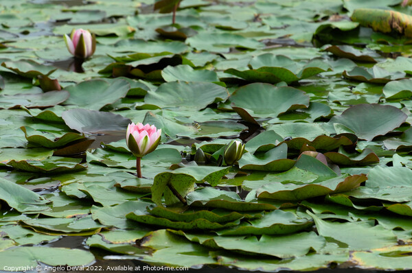Water Lillies in the Garden Picture Board by Angelo DeVal