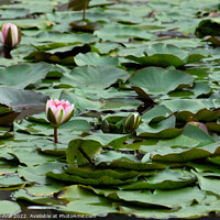 Buy canvas prints of Water Lillies in the Garden by Angelo DeVal