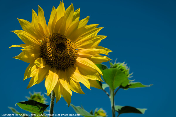 Summer Sunflower Picture Board by Angelo DeVal